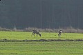 Zdjęcie do artykułu: Sulechów-Przetocznica-Sulechów