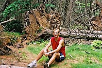 Powalone drzewo na drodze