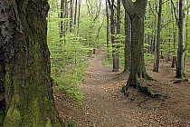 Wzgórze Gedymina w Szczawnie Zdr.