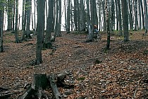 Zjazd żółtym szlakiem