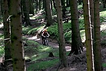 Fragment trasy w lesie