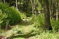 Ścieżka przez Rosochatkę