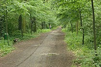 Las Oporowski - ul. Turystyczna