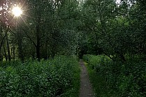 Urocza ścieżka w Lesie Rakowieckim