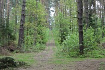 w drodze do Wilczyna