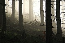 Poranna mgła w dolinie