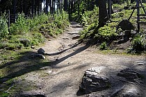 podjazd na Krzyżną Górę (tu jeszcze da się jechać)