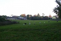 Stadko kóz przy podjeździe na Morgi