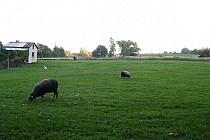 A i baranki można spotkać