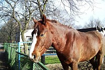 Koń z Katowickiego Klubu jeżdzieckiego