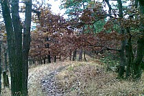 Fragment trasy - niebieski szlak