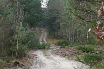 Trasa przez las przed Grabinem