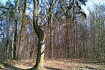 Czerwony z niebieskim szlakiem na Grzybku