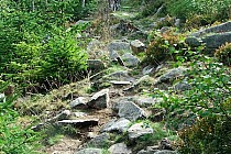 Zjazd ze Skalnika prowadzi skrajem Gołoborza