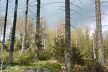 Na Dziczą Górę nie prowadzi żaden szlak