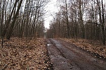 Mysłowickie lasy