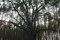 SOSNA WALIGÓRA - najgrubsza sosna w Polsce obwód 625 cm