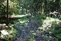 Żółty szlak pieszy w drodze na Czernicę