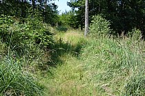 Zarośnięty odcinek drogi na Czernicę