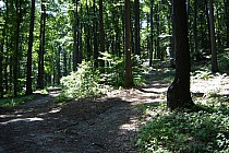 Miejsce rozłączenia się szlaku zielonej wieży od czarnego pieszego