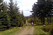 Ścieżka w kierunku szczytu Orlicy