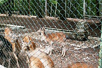 Forresta Umbra - zwierzaki w parku przy samej trasie :-)