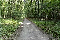 Droga w kierunku Wir, ok. L. Wiry