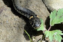 Jedna z nielicznych istot żywych spotkanych na trasie