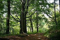 Ciekawe formacje drzewne