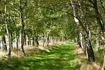 Droga między groblami na stawach