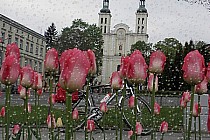 Sanktuarium w Pszowie
