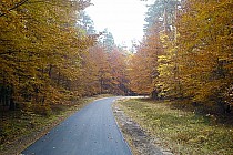 las w okolicach Jarosławia