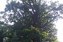 Maziarnia leśniczówka