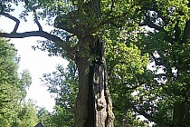 aleja dębowa Górecko Kościelne