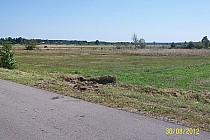 płasko i równo i naokoło lasy okolica między Grabą , Wasilami i Jarocinem