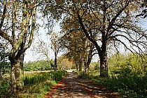 Kasztanowa aleja w lesie