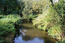 Widawa przy Leśnym Młynie