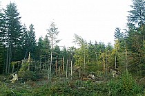 Zniszczenia po sierpniowej nawałnicy