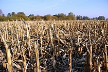 Po kukurydzianych żniwach