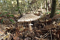 Krótka wizyta w lesie kozłowieckim.