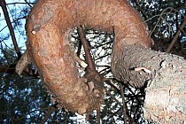 Znak orientacyjny do namiotu :)