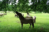 Konik Polski w Floriance.