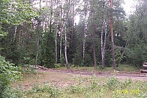 las i nasze drogi w okolicach Kruszyny