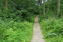 Strome ścieżki w Lasku Bukowim