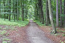 Lasek Bukowy w Trzebnicy