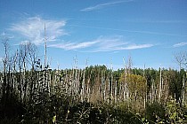 Gdzieś miedzy Mikołajkami a Orzyszem zcięte brzozy