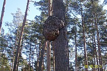 Jezeli nie jesteśmy zainteresowani podróżą jedynie asfaltem i w Podwolinie skręciliśmy w prawo to przy tej sośnie w lewo do przejazdu i na asfalt taki boczny i wyjeżdżamy w Rudniku Stróży