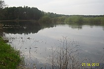 Osówek stawy i stawiki dziesiątki sztuk