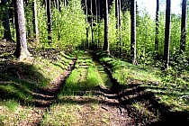 Leśna droga, w pobliżu granicy polsko - czeksiej