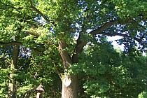 Bojanów i taki piękny dąb na końcu wsi